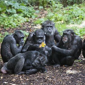 Chimpanzees and bonobos have similar social structures.