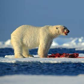L’ours polaire peut manger jusqu’à 20 manchots en un seul repas.