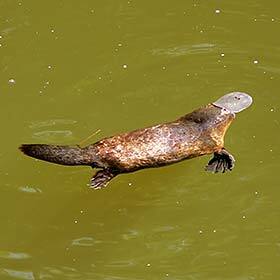 L’ornithorynque est un oiseau palmipède aquatique d’Australie, au bec allongé et aux couleurs ternes.