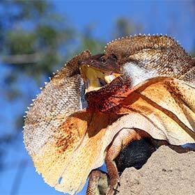During showers, the frilled lizard deploys its collar to collect the very rare rainwater in the desert where it lives.