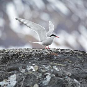 Chaque année, la petite sterne arctique franchit l’équivalent du tour du globe.