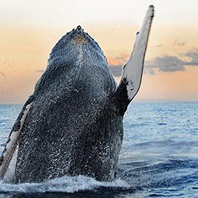 La baleine à bosse bondit dans les airs pour attraper des oiseaux au vol.