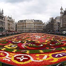 The carpet of flowers in Brussels has about 100,000 begonias.