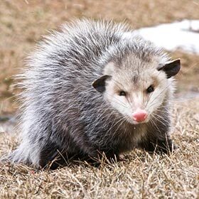 L’opossum de Virginie est un acteur.