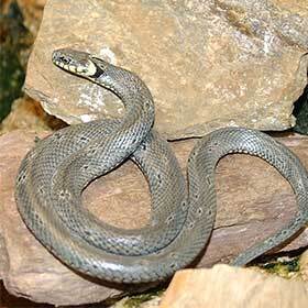 The grass snake sometimes pretends to be dead to ward off non-scavenger predators.