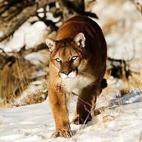 A cougar eats a small deer every day.