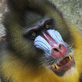The male mandrill is more colorful than the female.