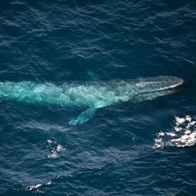 La baleine bleue est aussi grosse que 5 éléphants.