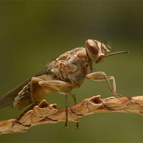 La mouche tsé-tsé abonde en Amazonie.
