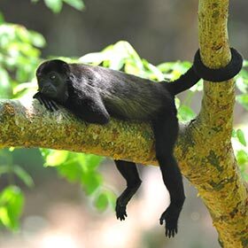 L’atèle (singe-araignée) grimpe rarement à plus de 7 m (23 pi).