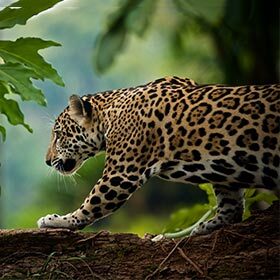 Jaguars are much heavier than leopards, even though they are of similar sizes.