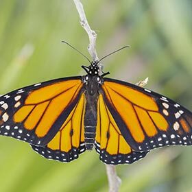 Monarch butterflies eat around 200 aphids a day.
