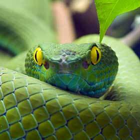 Snakes only close their eyelids when they sleep.