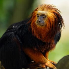 The lion tamarin shares its territory with lions.