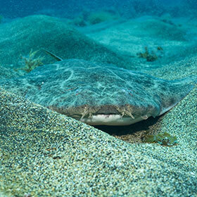 The angel shark is a real shark.