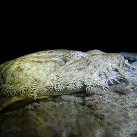 The prey of the carpet shark mistake it for seaweed.