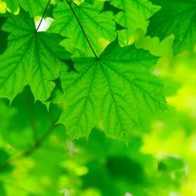 Chlorophyll, the pigment that absorbs the sun’s light energy, reflects green light.