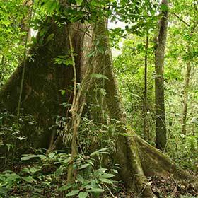 The rainforest of the Congo basin is larger than the Amazon rainforest.