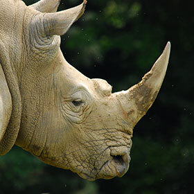 La corne du rhinocéros est faite de kératine, comme les ongles des humains.
