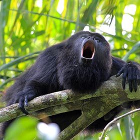 The howler monkey’s cry is audible at a distance of over 3 mi. (5 km).