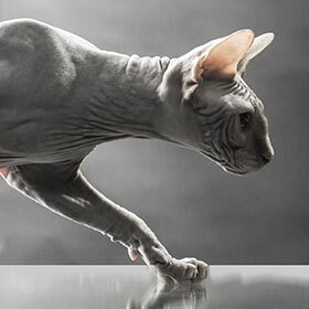 Estaminet désigne une race de chat sans poils.