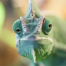 Le caméléon peut voir à la fois devant et derrière lui sans même bouger la tête.