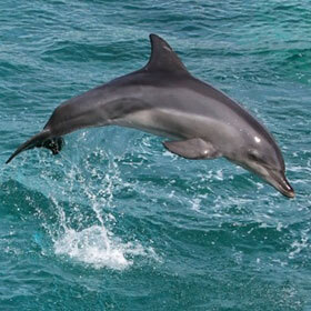 The spinner dolphin and the killer whale are both able to jump more than 23 ft. (7 m) out of the water.