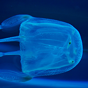 The box jellyfish (cubozoan) is not dangerous to humans.