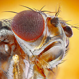 A fly’s eye sees 200 images per second.