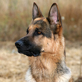 A dog can hear sounds four times farther away than a human can.