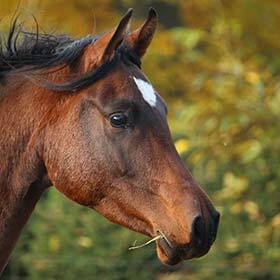 The eyes of cattle are bigger than the eyes of horses.