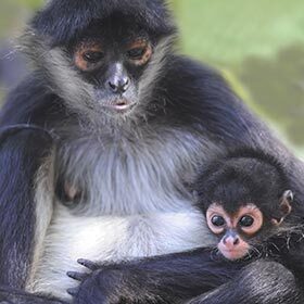 The female spider monkey gives birth to two little ones a year.