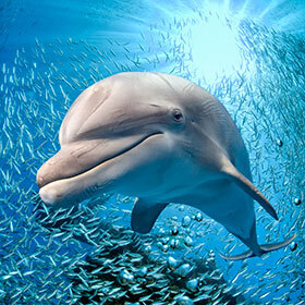 A bottlenose dolphin eats 22 to 50 lb. (10 to 22.5 kg) of fish a day.