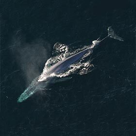 The blue whale is around twice the weight of an elephant.