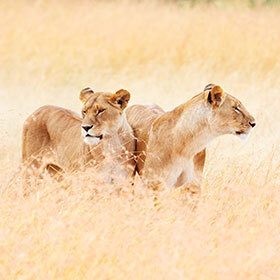 Lionesses only hunt in a group.