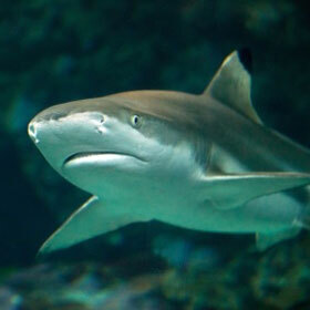 The female tiger shark can give birth to between 10 and 80 young at a time.