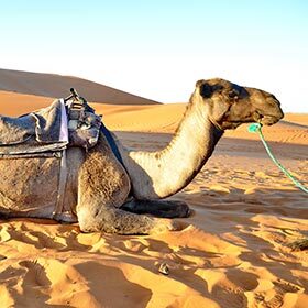 Stuffed camel is claimed to be a traditional Bedouin wedding dish.