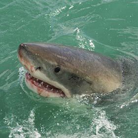 White sharks have only around ten teeth.