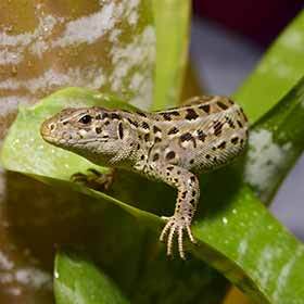 Tous les reptiles ont des écailles.