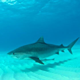 Au cours de sa vie, les motifs sur la peau du requin-tigre se modifient de façon importante.