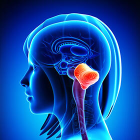 Memory is located in the part of the brain called the “cerebellum.”