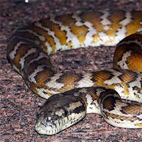 The carpet python can hunt in full darkness.
