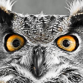 An owl is unable to move its eyes—it has to move its head to change its angle of view.