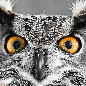 The eyes of an owl don’t move.
