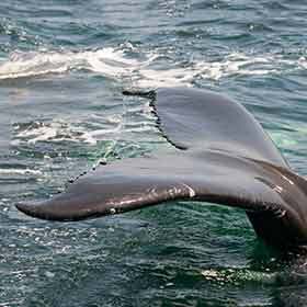 Whales move their tails in the same way as sharks.
