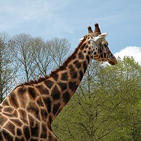 La girafe possède plus de 50 vertèbres cervicales (l’humain en a 7).