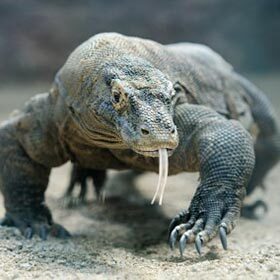 The Komodo dragon is a very protective father.