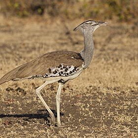 The kori bustard is too big to fly.