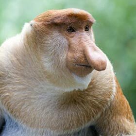 The proboscis monkey’s nose continues to grow throughout its lifetime.