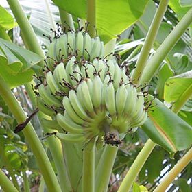 Il existe de nombreuses bières de banane.
